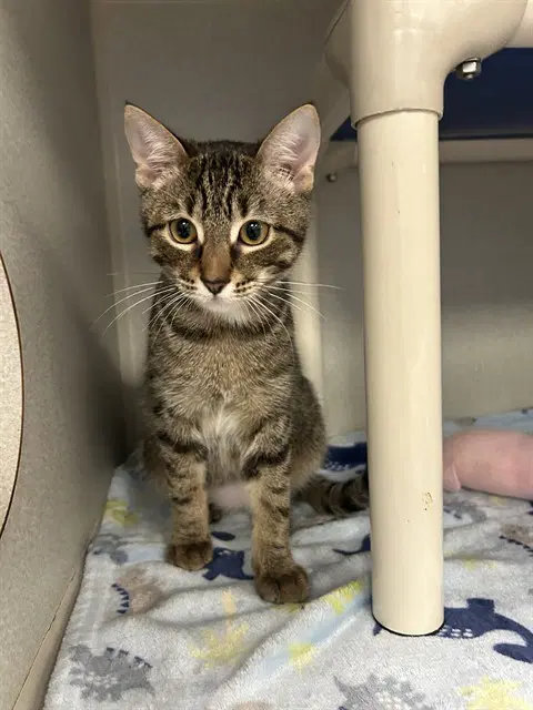 Bingo - Domestic Short Hair