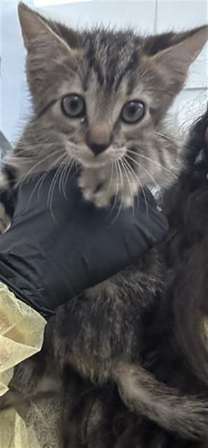 TINY, a cat for adoption from Dallas Animal Services