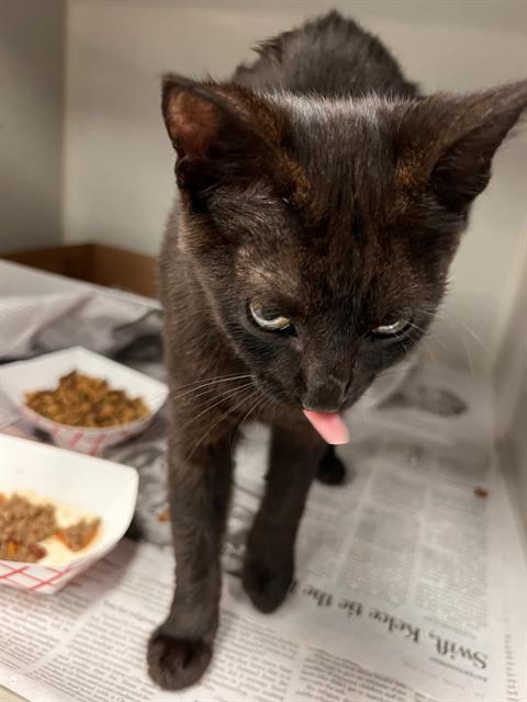 BISCUITS, a cat for adoption from Dallas Animal Services