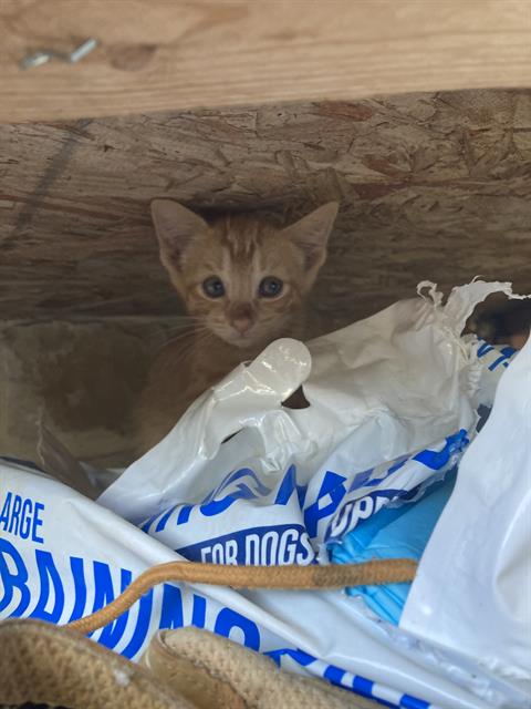 CREEPIN, a cat for adoption from Dallas Animal Services