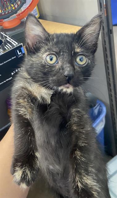MILLY, a cat for adoption from Dallas Animal Services