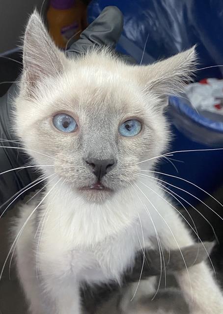 KILO, a cat for adoption from Dallas Animal Services