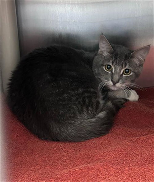 CHARLES, a cat for adoption from Dallas Animal Services