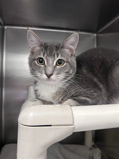Charles - Domestic Short Hair