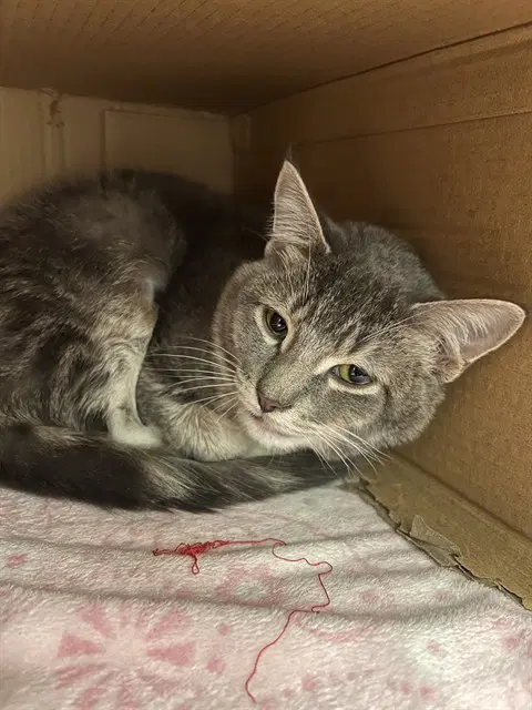 Charles - Domestic Short Hair