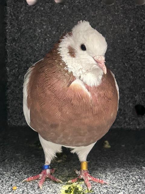 SWIRL, a poultry for adoption from Dallas Animal Services