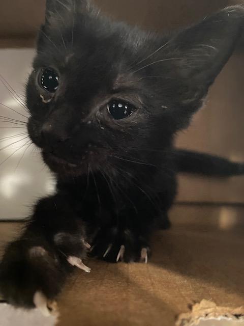 SAMMY, a cat for adoption from Dallas Animal Services