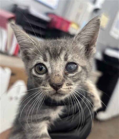 LUNA, a cat for adoption from Dallas Animal Services