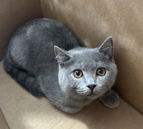 ASH, a cat for adoption from Dallas Animal Services