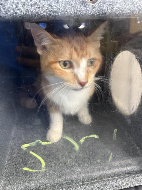 DINAH, a cat for adoption from Dallas Animal Services