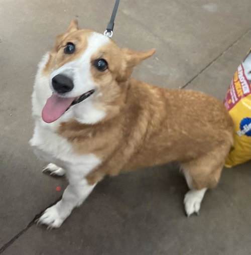 SORA, a dog for adoption from Dallas Animal Services