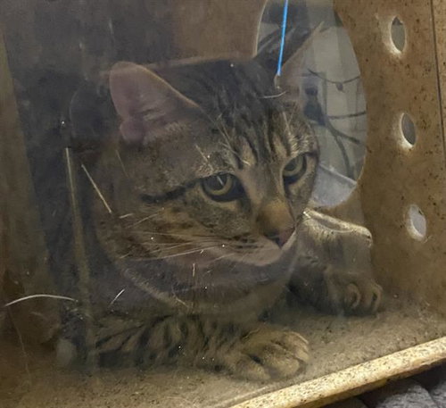 PANCAKE, a cat for adoption from Dallas Animal Services