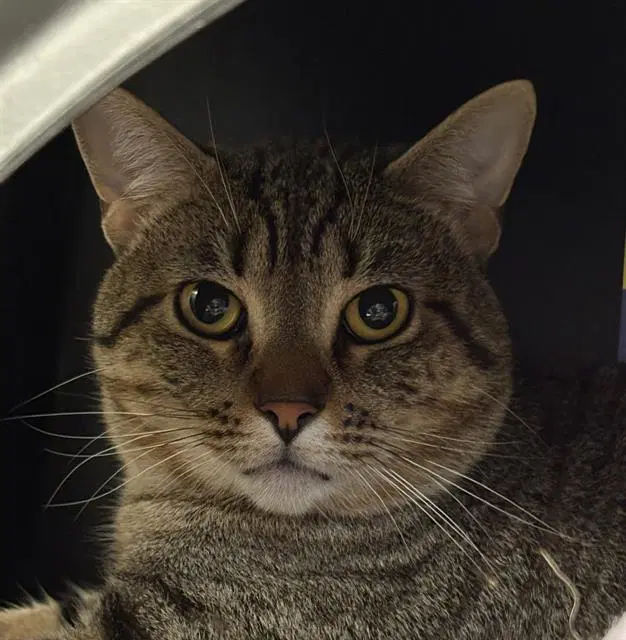 Pancake - Domestic Short Hair