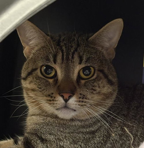 Pancake, Domestic Short Hair (medium coat)