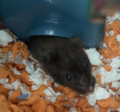 BIJOU, a hamster for adoption from Dallas Animal Services