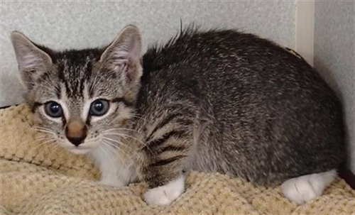 BEA, a cat for adoption from Dallas Animal Services
