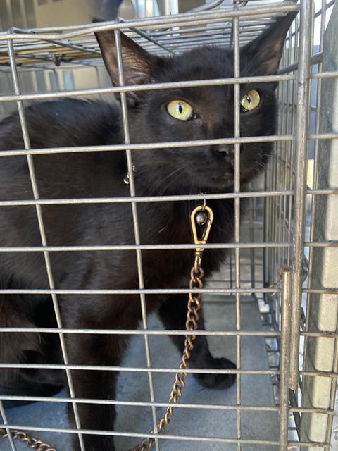 BISCUIT, a cat for adoption from Dallas Animal Services