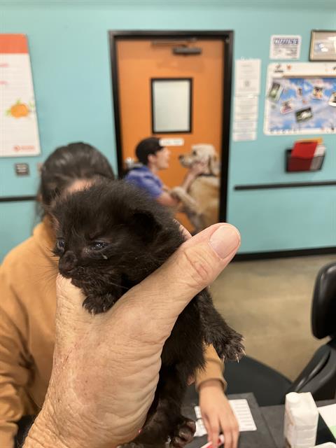 FANCY, a cat for adoption from Dallas Animal Services
