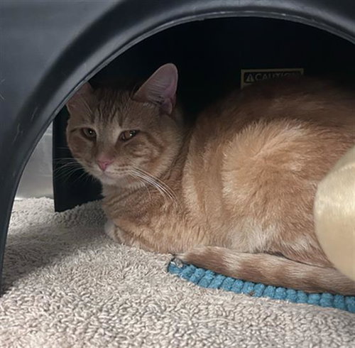 GARFIELD, a cat for adoption from Dallas Animal Services