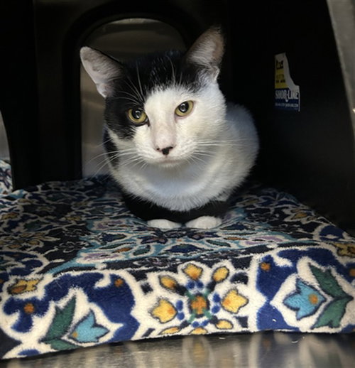 OREO, a cat for adoption from Dallas Animal Services