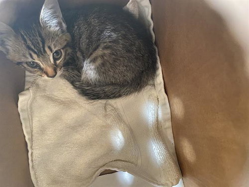 SAMMY, a cat for adoption from Dallas Animal Services