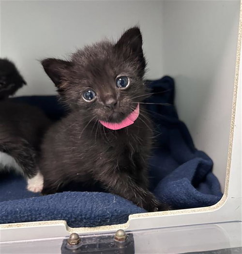 EDINA, a cat for adoption from Dallas Animal Services