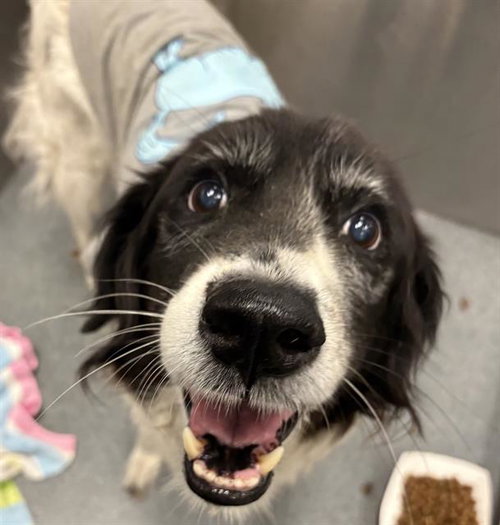 Snow White, English Cocker Spaniel / Mixed (medium coat)