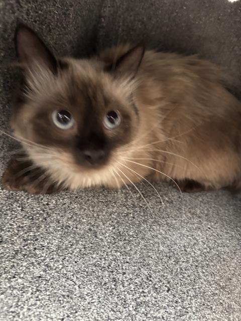 YOMI, a cat for adoption from Dallas Animal Services