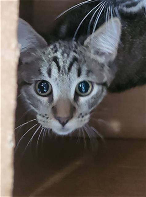 LILLY, a cat for adoption from Dallas Animal Services