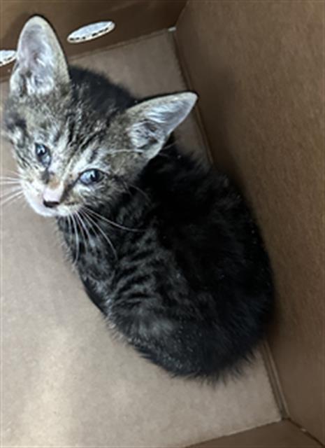 POPCORN, a cat for adoption from Dallas Animal Services