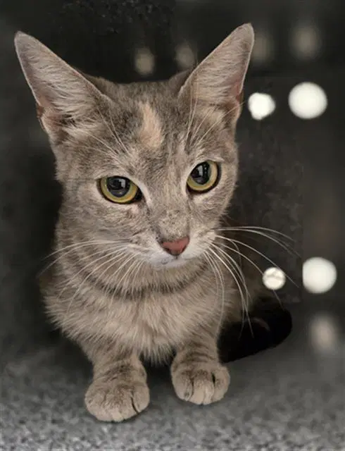 Cammy - Domestic Short Hair
