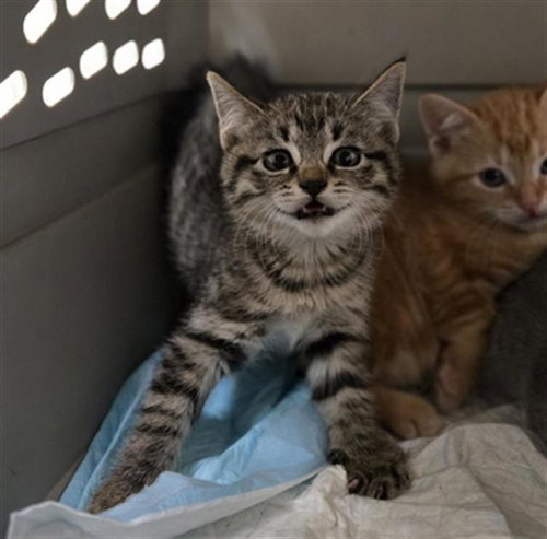 FUJI, a cat for adoption from Dallas Animal Services
