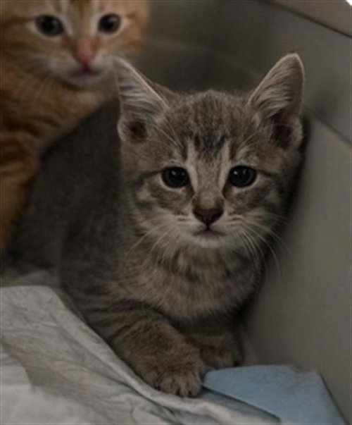 SONIA, a cat for adoption from Dallas Animal Services
