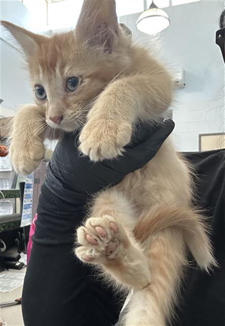 LEMON, a cat for adoption from Dallas Animal Services