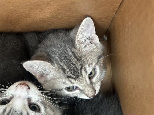 VIRGO, a cat for adoption from Dallas Animal Services