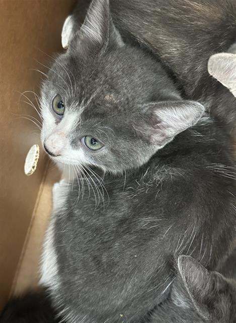 LIBRA, a cat for adoption from Dallas Animal Services