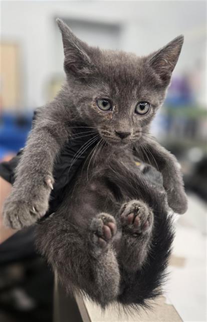 HAZEL, a cat for adoption from Dallas Animal Services