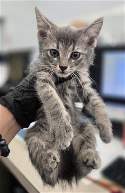 KYILE, a cat for adoption from Dallas Animal Services