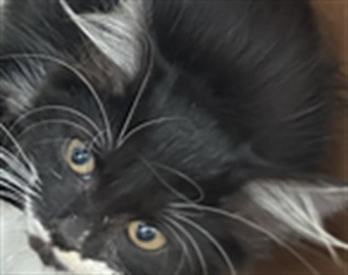 Mercury, Domestic Medium Hair (medium coat)