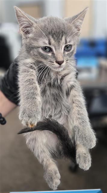 JULES, a cat for adoption from Dallas Animal Services