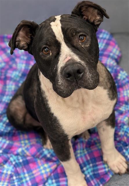 Lillibet, Pit Bull Terrier (medium coat)