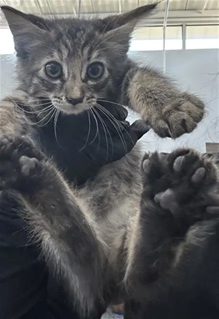 Sunflower - Domestic Medium Hair