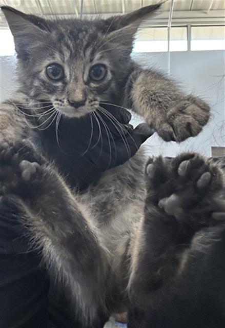 Sunflower, Domestic Medium Hair (medium coat)