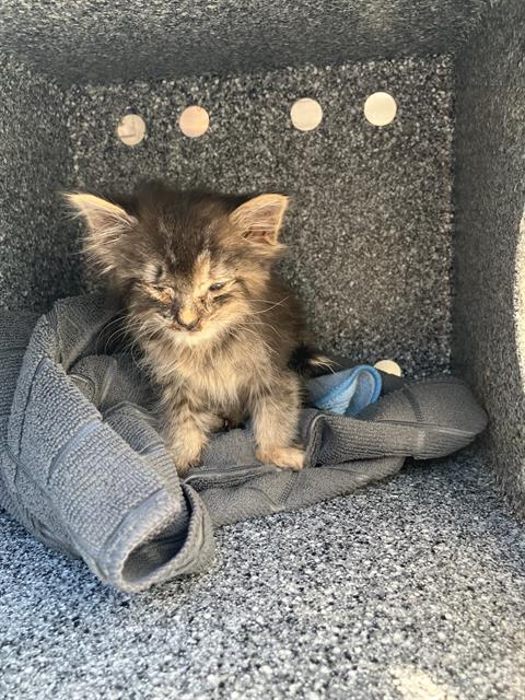 Luz, Domestic Medium Hair (medium coat)