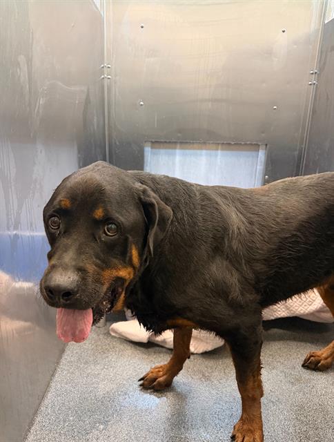 Lucky, Rottweiler (medium coat)