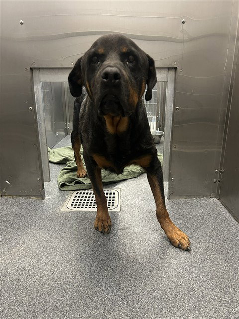 Lucky, Rottweiler (medium coat)