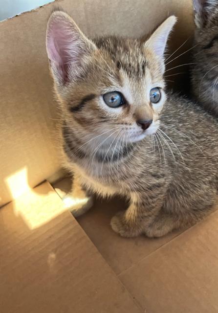 NOVA
