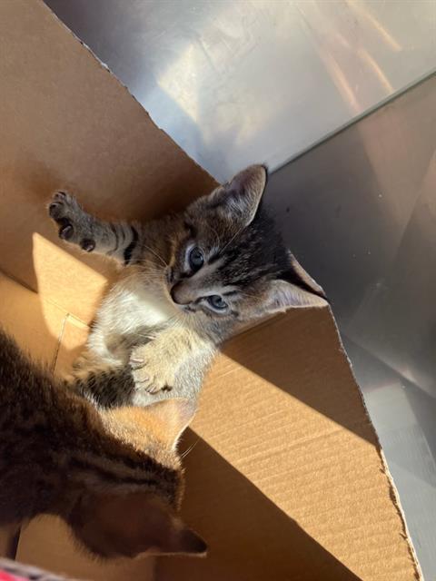 Justice, Domestic Short Hair (medium coat)