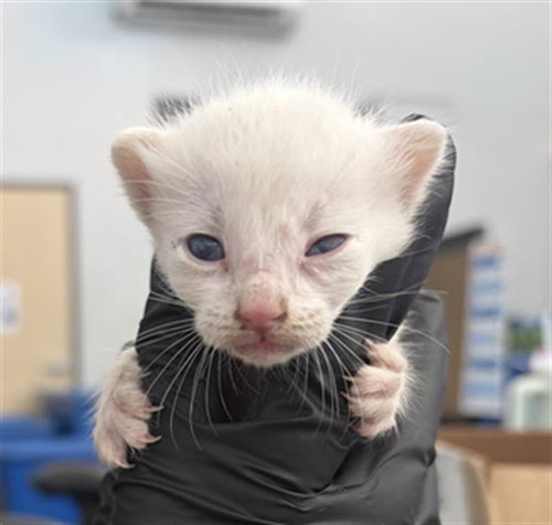 Ivy, Domestic Short Hair (medium coat)