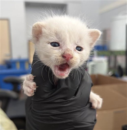 Poe, Domestic Short Hair (medium coat)